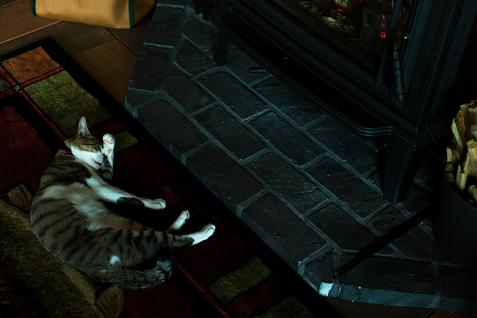 看板猫ハナちゃん